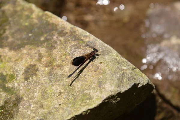 Little damselfly on stone — Stock Photo, Image