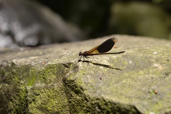 Little damselfly on stone — Stock Photo, Image