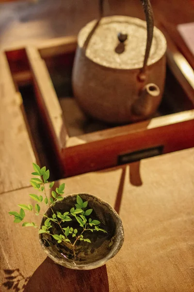 Teekanne und Pflanze — Stockfoto