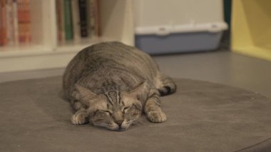 İçeride uyuyan sevimli kedi 