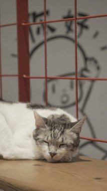 İçeride uyuyan sevimli kedi 