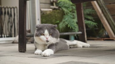 kapalı yerde yatarken kedi 