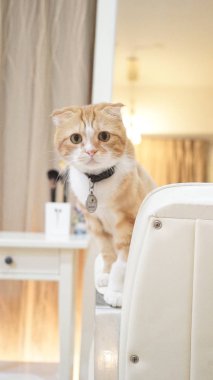 sevimli kırmızı kedi fotoğrafı