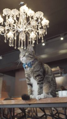 kedi masada oturuyor.