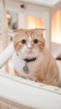 sevimli kırmızı kedi fotoğrafı