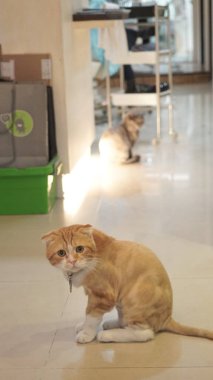 şirin zencefil kedi fotoğrafı