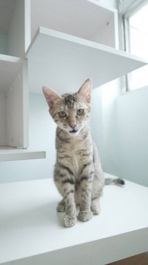 şirin kedi kapalı oturan