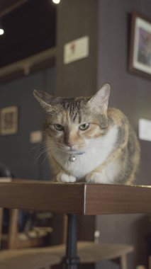 Masanın üzerinde yatan kedi