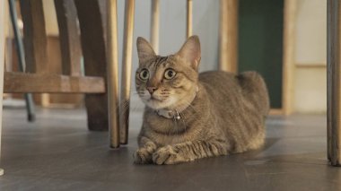 kedi katta yakın çekim fotoğraf