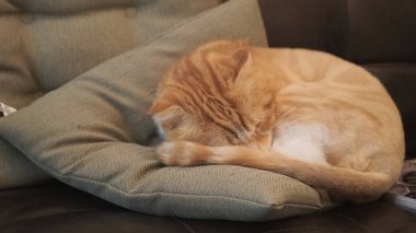 Tatlı kedi uyuyor.