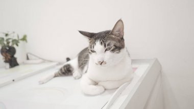 Masada yatan sevimli kedi.