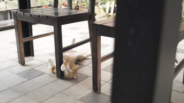 바닥에 누워 고양이