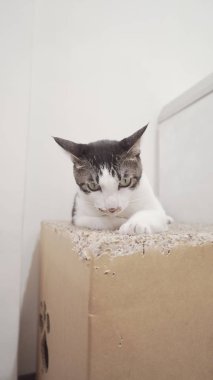 Şirin Kedi kutusunu yalan