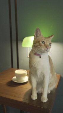 şirin kedi kapalı oturan