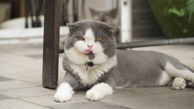 katta şirin kedi fotoğrafı