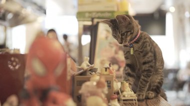 şirin kedi kapalı oturan