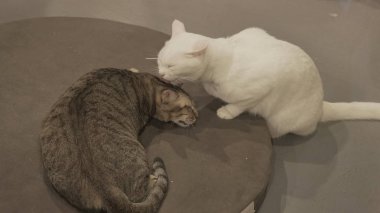 İçeride uyuyan sevimli kedi 