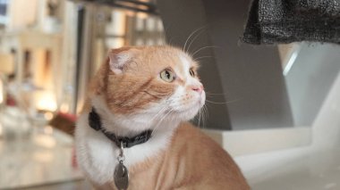 sevimli kırmızı kedi fotoğrafı