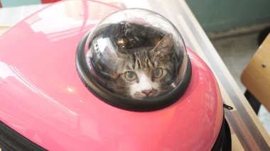 sevimli kedi fotoğrafı