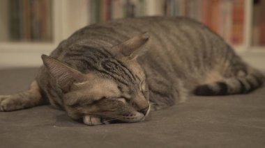 İçeride uyuyan sevimli kedi 