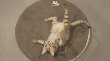 바닥에 누워 고양이