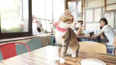 sevimli kedi fotoğrafı