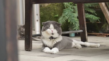 kedi katta yakın çekim fotoğraf