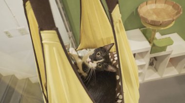 Şirin siyah beyaz kedi. 