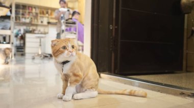 şirin zencefil kedi fotoğrafı