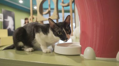 Şirin siyah beyaz kedi. 