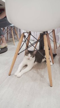 Yerde yatan sevimli kedi.