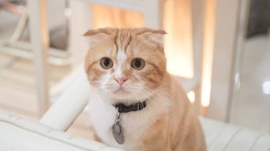 sevimli kırmızı kedi fotoğrafı