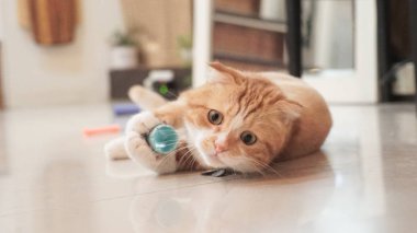 kedi katta yakın çekim fotoğraf