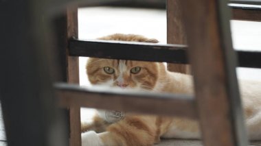 Yerde yatan sevimli kedi.