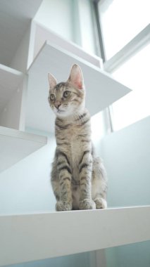 şirin kedi kapalı oturan