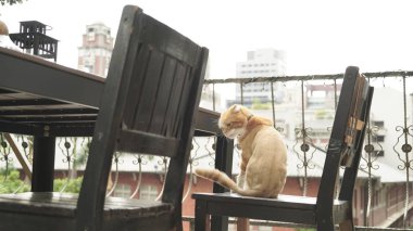 şirin zencefil kedi fotoğrafı