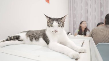 Masada yatan sevimli kedi.