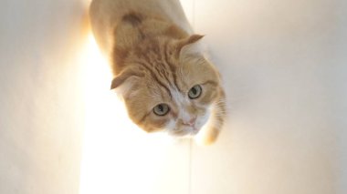 şirin zencefil kedi fotoğrafı