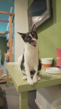 Şirin siyah beyaz kedi. 