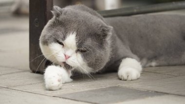 yerde yatarken şirin kedi fotoğrafı