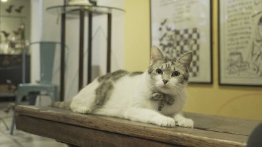 şirin kedi kapalı oturan