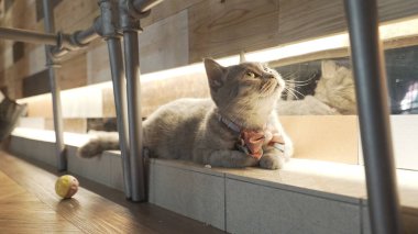 yerde yatarken kedi Close-Up