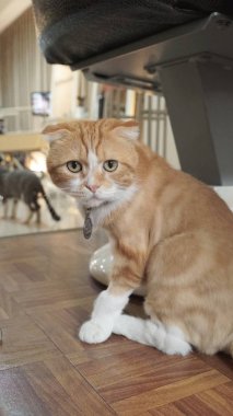 sevimli kırmızı kedi fotoğrafı