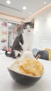 şirin kedi ve mango dondurma