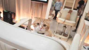 şirin zencefil kedi fotoğrafı