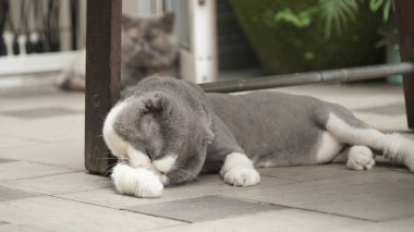 şirin kedi fotoğrafı