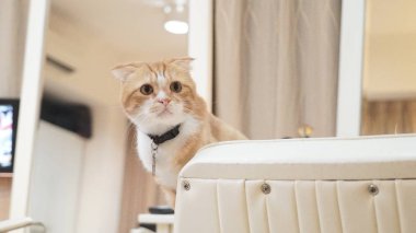 sevimli kırmızı kedi fotoğrafı