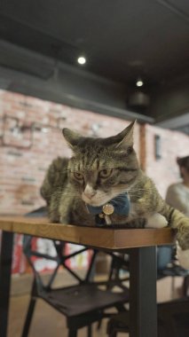 Masanın üzerinde yatan kedi