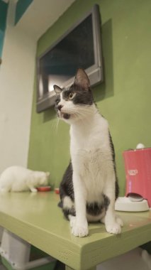 Şirin siyah beyaz kedi. 