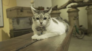 Masanın üzerinde yatan kedi